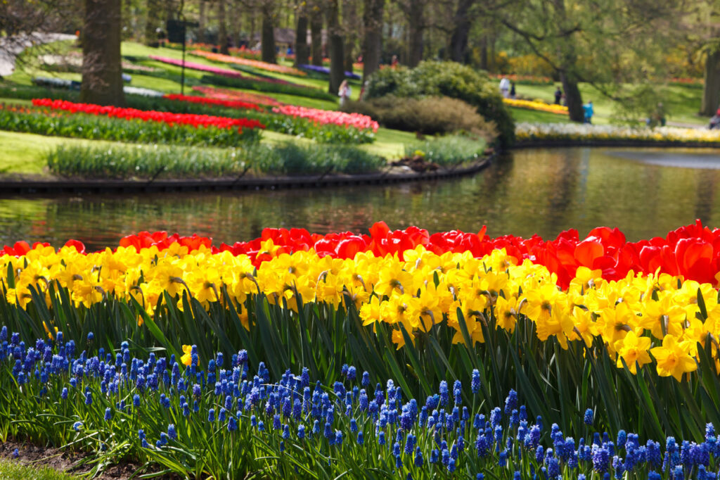 fazer-intercâmbio-na-holanda-flores